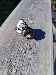 Schorl/svart Turmalin på matris, 29gr