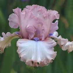 DON'T STOP BELIEVING