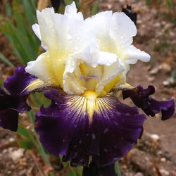 AUBIGNY AULD ALLIANCE