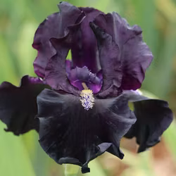 HERE COMES THE NIGHT