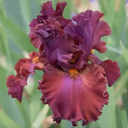 READY FOR MY CLOSEUP