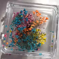 Dried Flowers Vibrant Mix