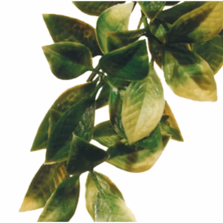 Mandarin S Plastväxt Exoterra