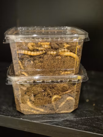 Zophobas Larver 80gram