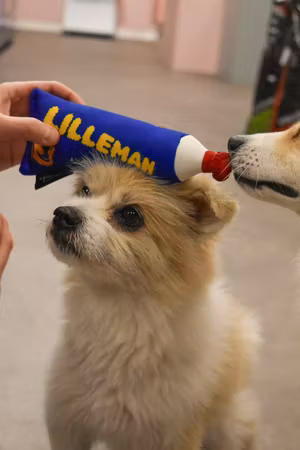 Frukost Kaviar Hundleksak - Lilleman