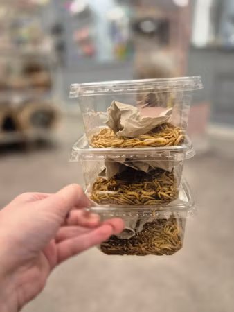 Levande Mjölmask (30-60g)