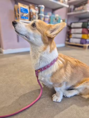 Retriverkoppel läder -Cederhund (Limited Edition)