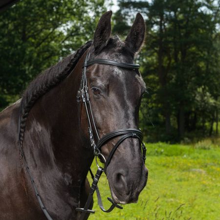 REA Thea träns Xfull (flera färger)