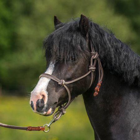 Globus repgrimma xfull (flera färger)