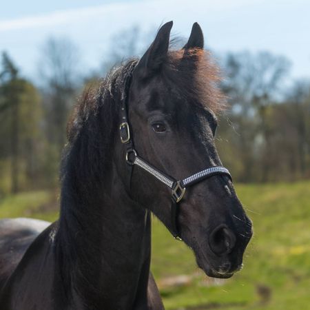 Globus Romana grimma xfull (flera färger)