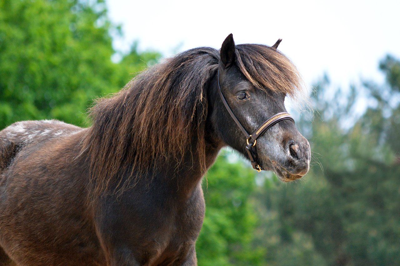 REA QHP Showgrimma med strass falabella föl