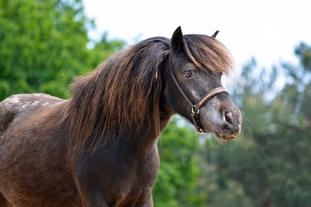 REA QHP Showgrimma med strass falabella föl