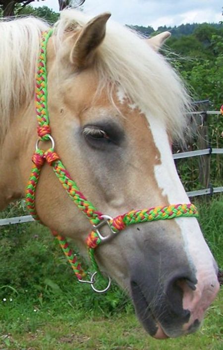 Pro Cheval grimma/repgrimma strl kallblod