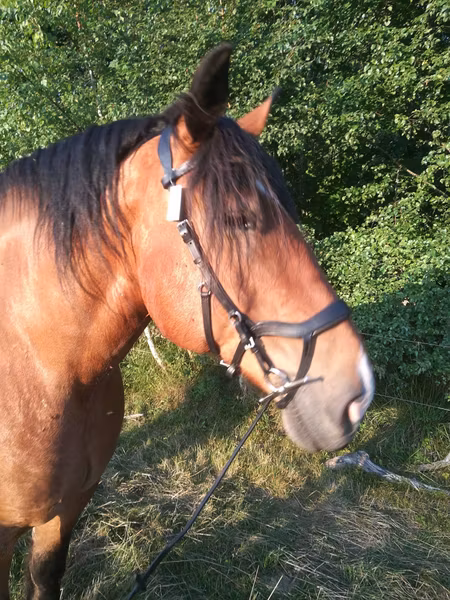 SB träns med y-nosgrimma Xfull