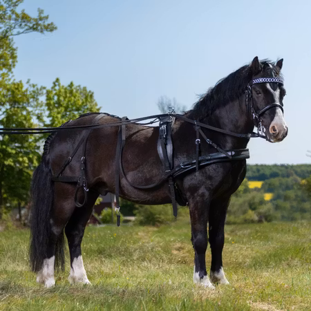 REA Globus bröstsele strl Minishetttis