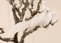 Vit fågel med vackra fjädrar