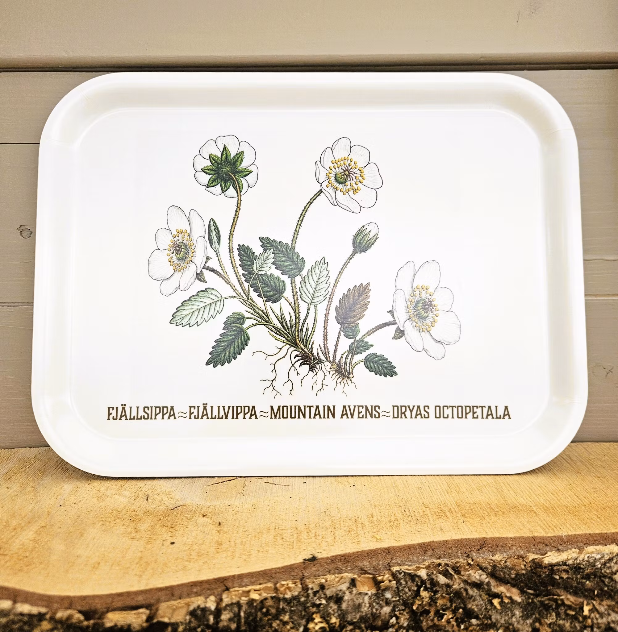 Fjällsippa - Bricka
