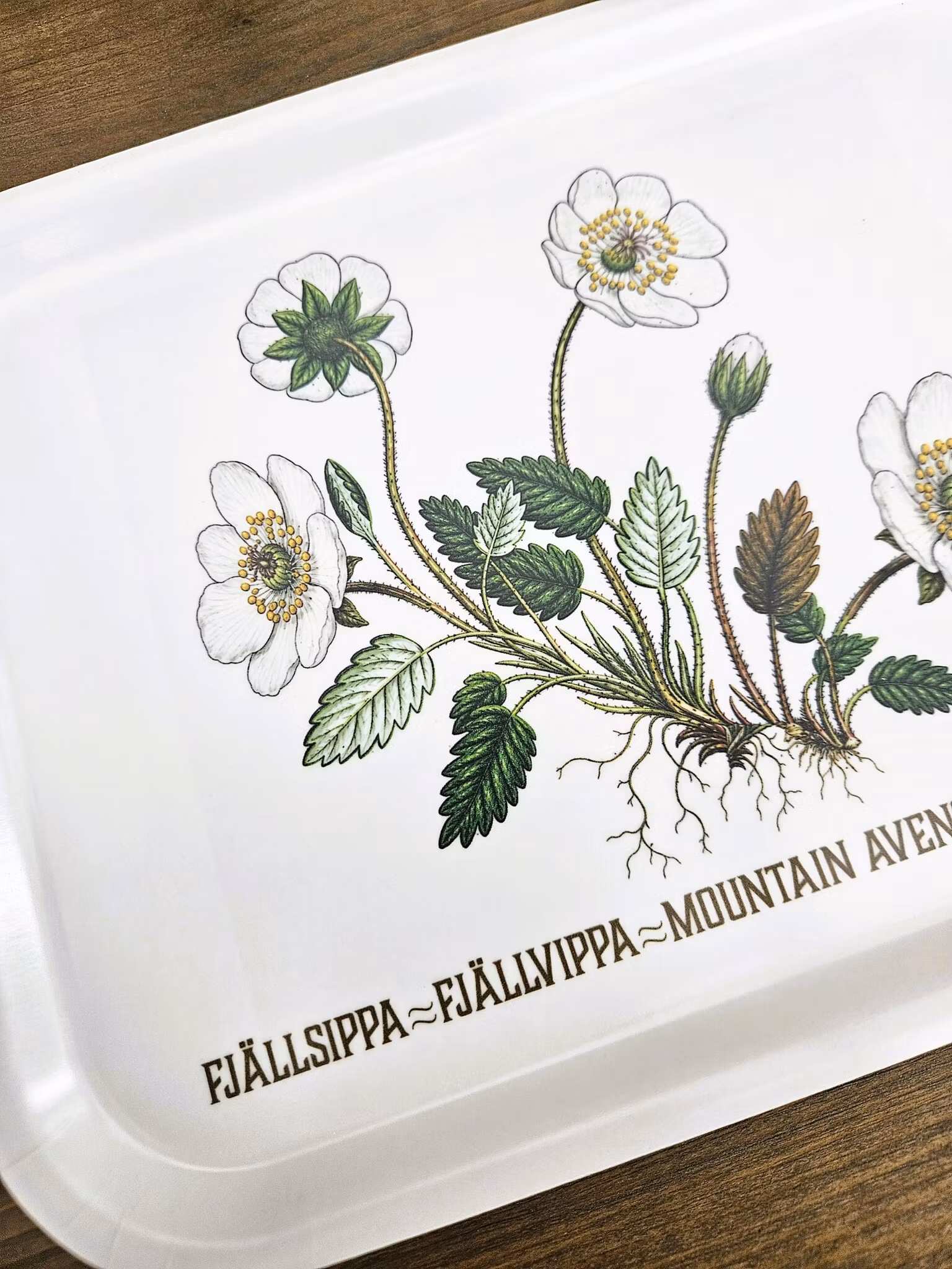 Fjällsippa - Bricka