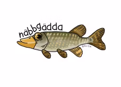 MUGG: Näbbgädda