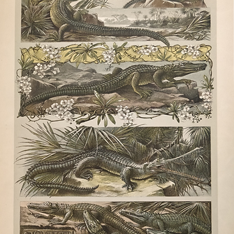 MONSTRUÖSA KROKODILER Jugend SEDER