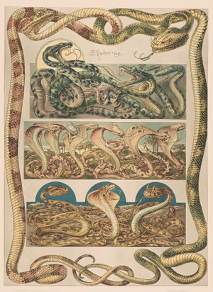 KOBRA ORMAR Jugend Ornament SEDER