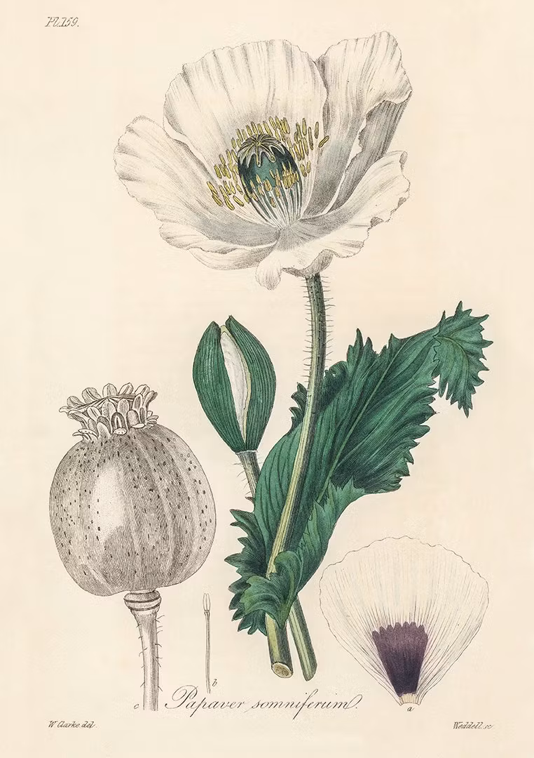 OPIUM VALLMO 1836