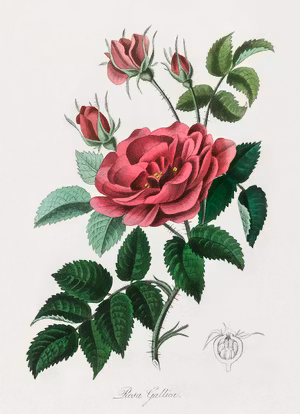 GALLICAROSOR PROVINSROSOR  ROS