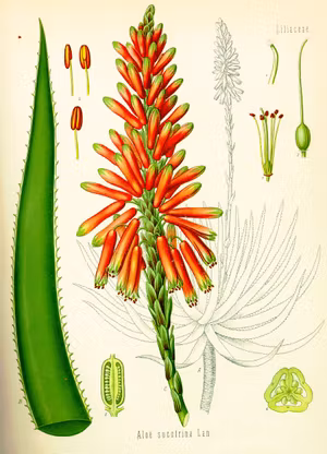 ALOE Aloe Vera