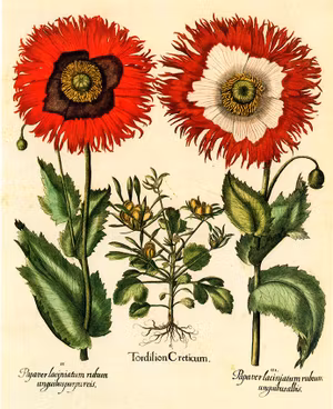 OPIUM VALLMOR VALLMO  1616