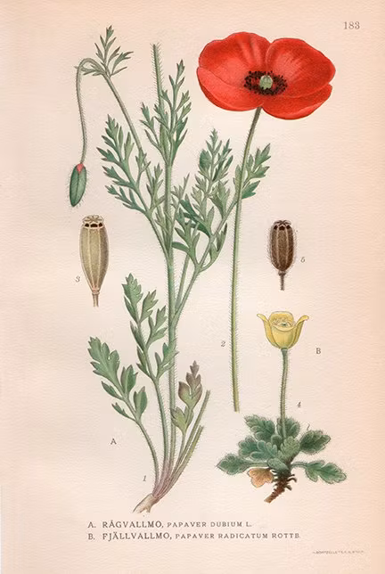 RÅGVALLMO Åkervallmo FJÄLLVALLMO Vallmo