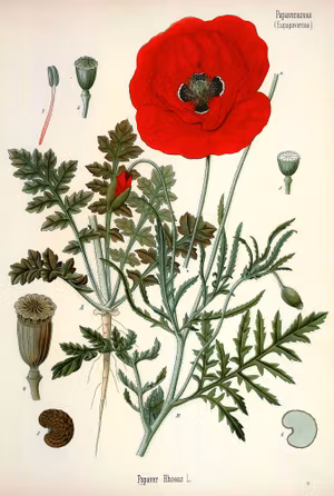 KORNVALLMO 1890 Vallmo