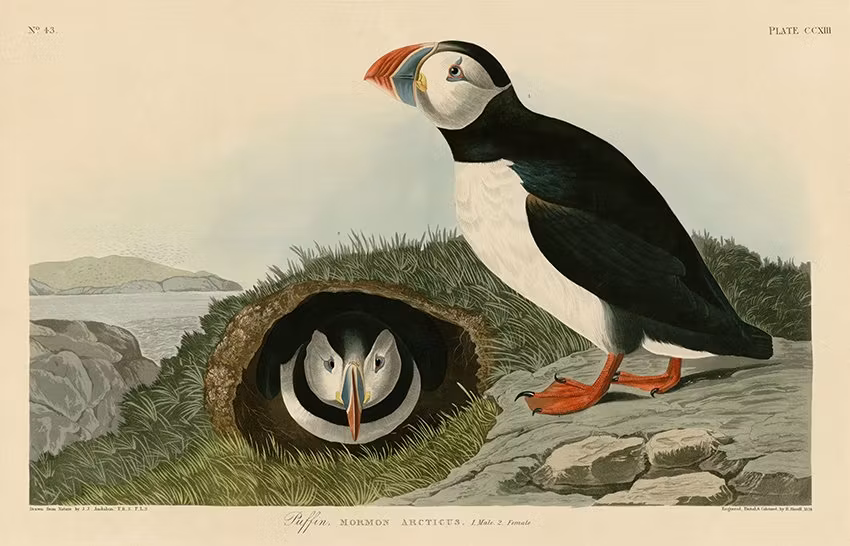 LUNNEFÅGEL av John Audobon Lunnefåglar