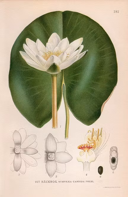 VIT NÄCKROS VATTENLILJA