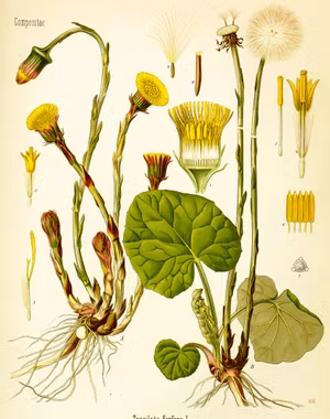 HÄSTHOV Tussilago 1890