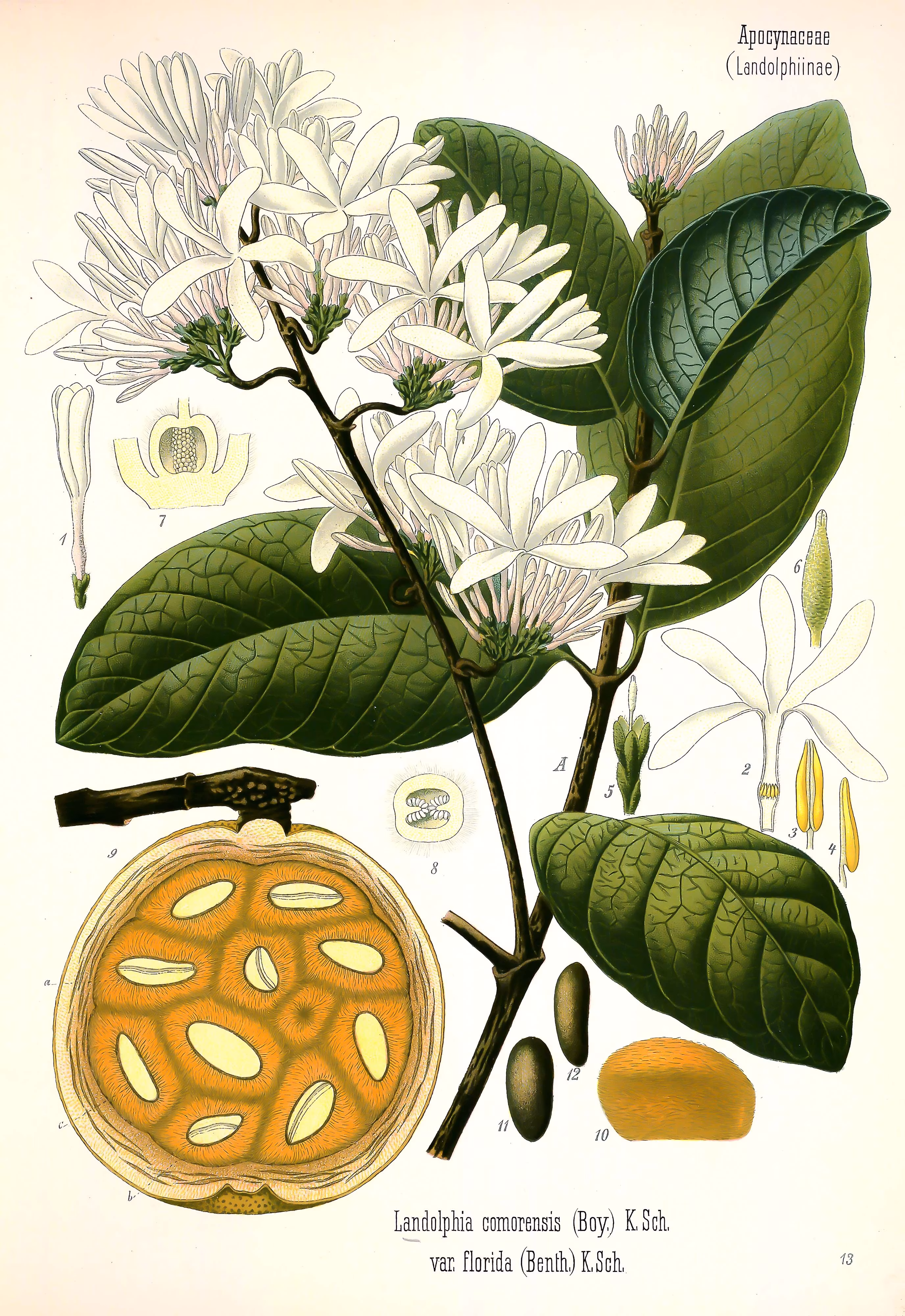 SABA COMORENSIS Oleander växt