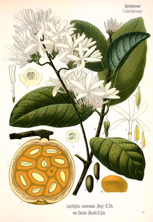 SABA COMORENSIS Oleander växt