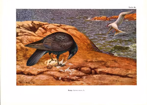 KORP av Olof Gylling