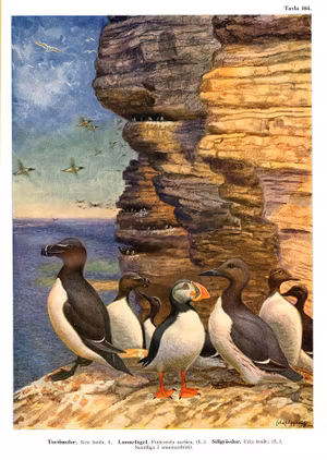 LUNNEFÅGEL TORDMULE SILLGRISSLA av Olof Gylling