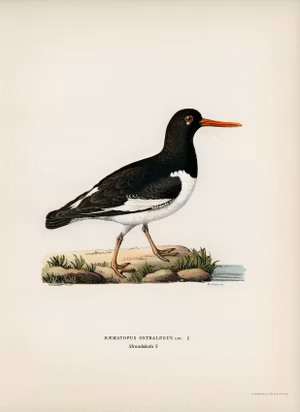 STRANDSKATA av Magnus von Wright