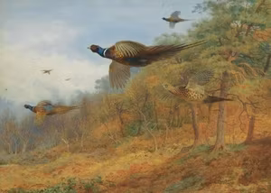 FLYGANDE FASANER av ARCHIBALD THORBURN Konsttryck på duk