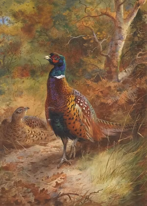 FASANPAR I SKOGSGLÄNTA av ARCHIBALD THORBURN Konsttryck på duk