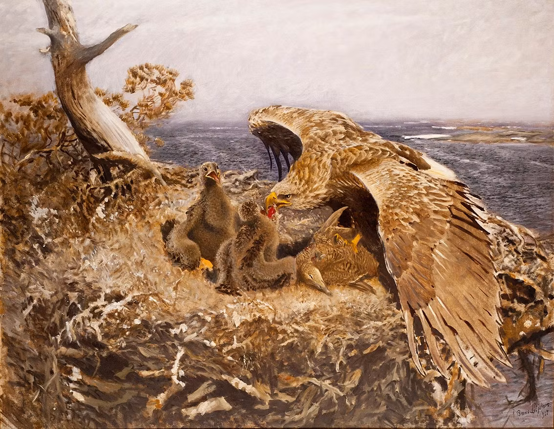 HAVSÖRN BO av BRUNO LILJEFORS