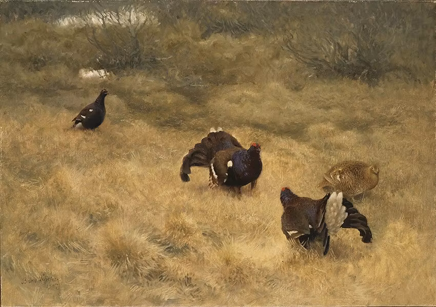 ORRSPEL I MOSSEN av BRUNO LILJEFORS Orre Orrar KONSTTRYCK PÅ DUK