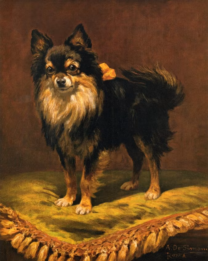 CHIHUAHUA HUND PÅ KUDDA av ALFREDO DE SIMONI Oljetryck