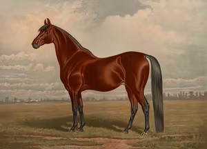 VOLUNTEER HÄST PORTRÄTT 1880 av HENRY STULL