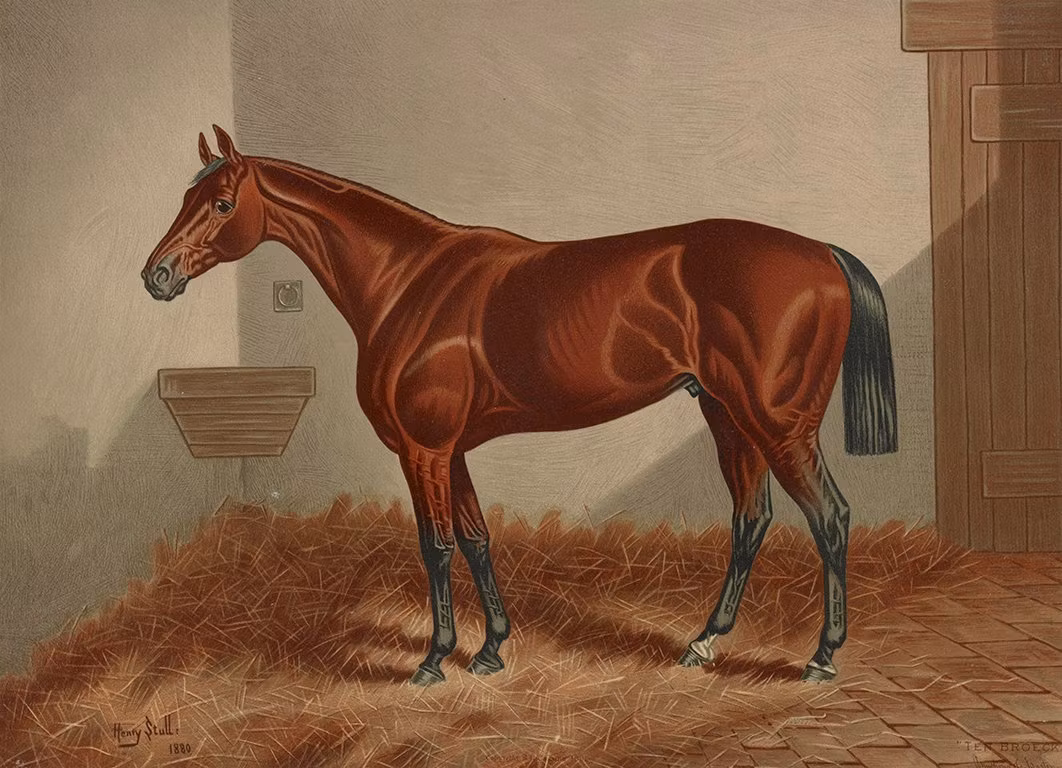 TEN BROECK HÄST PORTRÄTT 1880 av HENRY STULL
