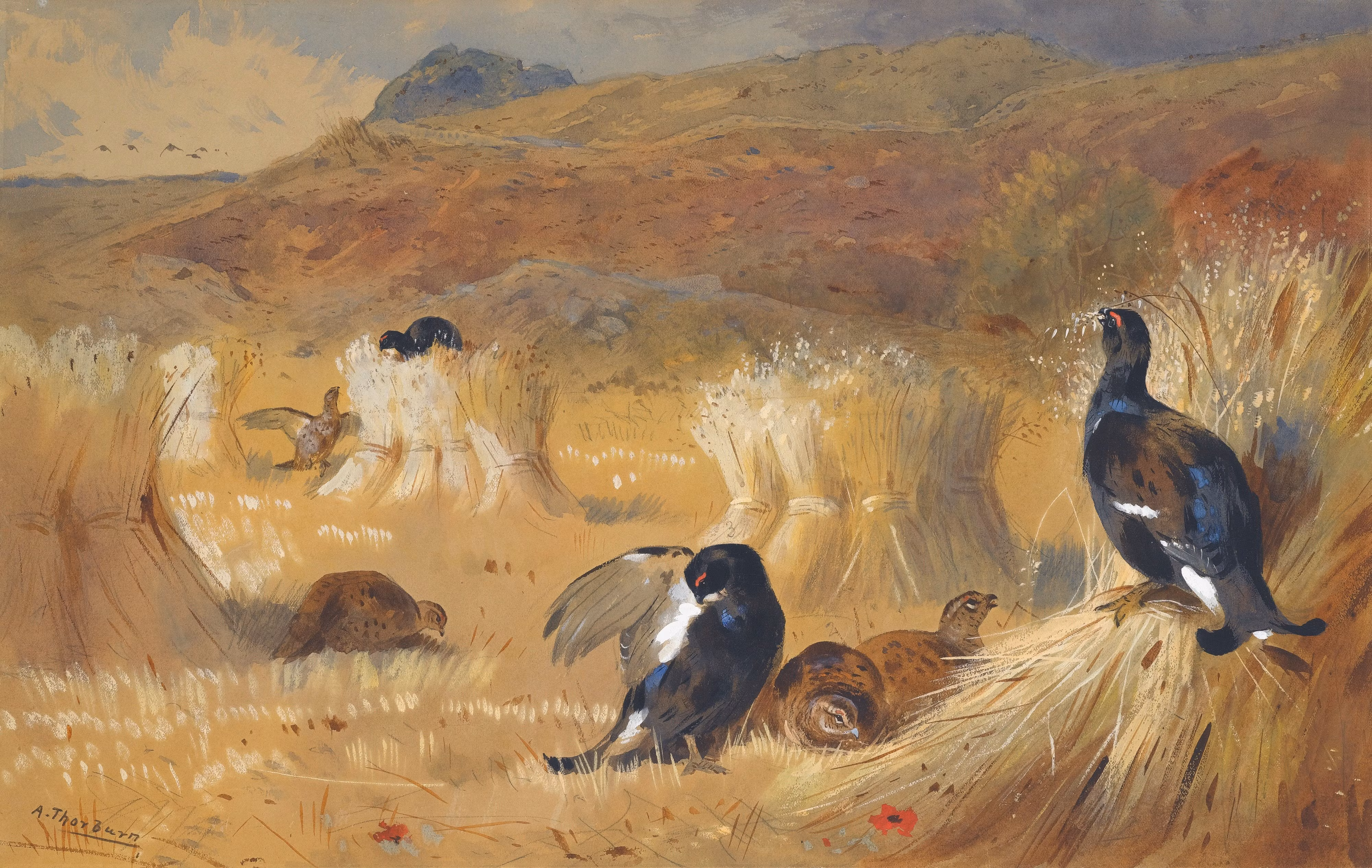 ORRAR PÅ ÅKER MED VALLMON av ARCHIBALD THORBURN Konsttryck på duk