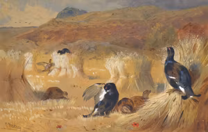 ORRAR PÅ ÅKER MED VALLMON av ARCHIBALD THORBURN Konsttryck på duk