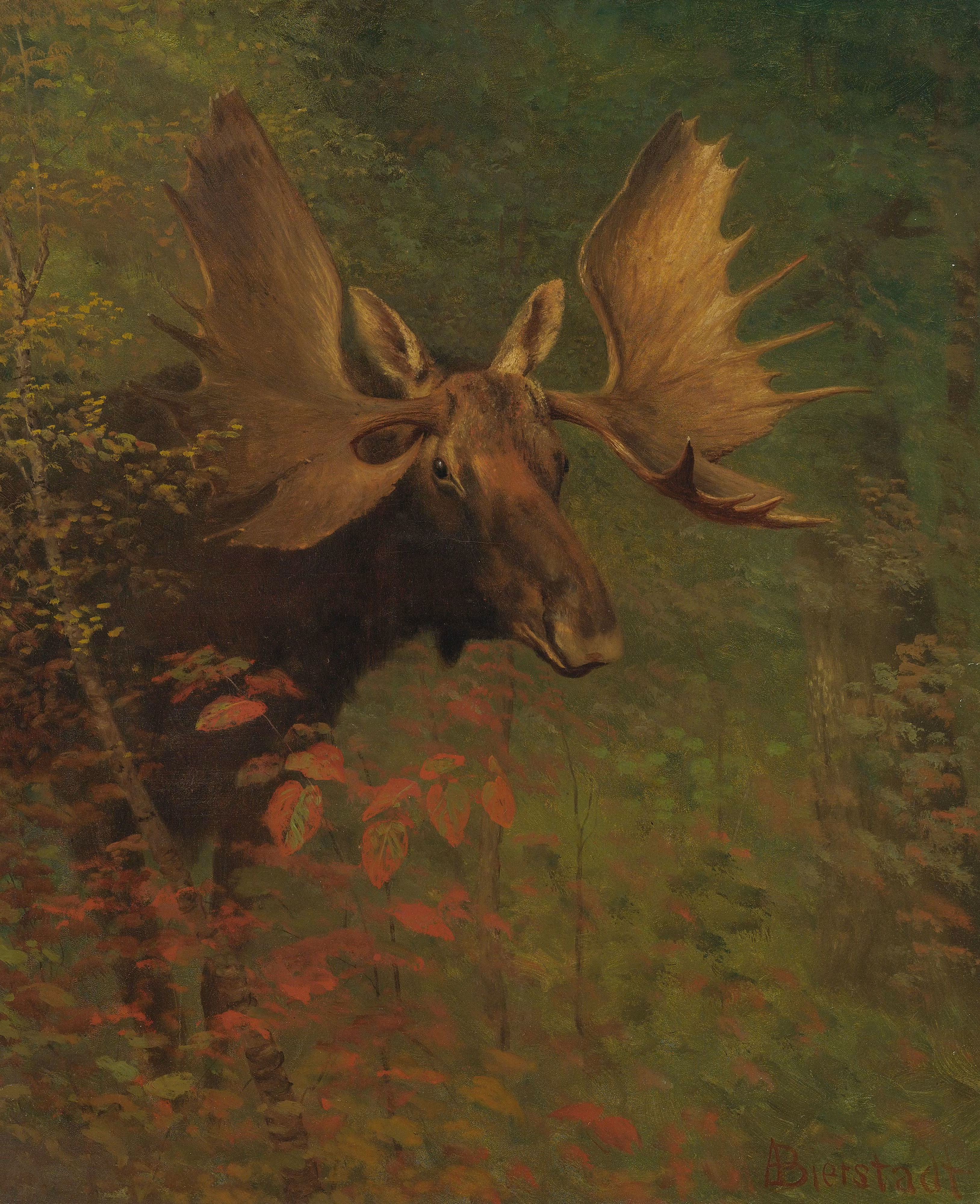 ÄLGTJUR PORTRÄTT av BIERSTADT Älg KONSTTRYCK PÅ DUK