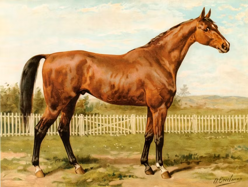 ENGELSK FULLBLODS av OTTO EERELMANN Oljetryck